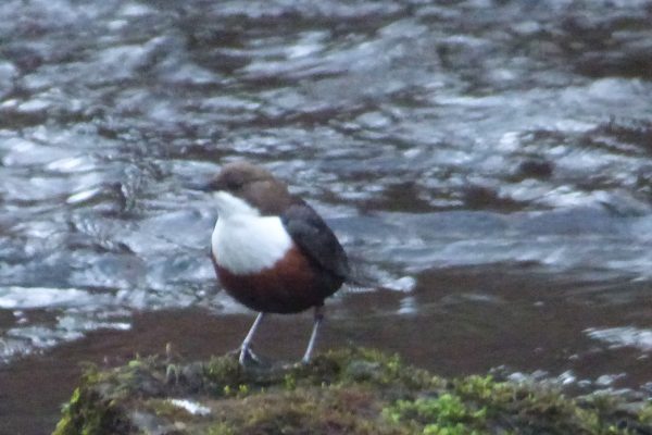 Dipper in Hardcastle Crags National Trust woodland near Elmet Farmhouse selfcatering Yorkshire holiday cottage Hebden Bridge